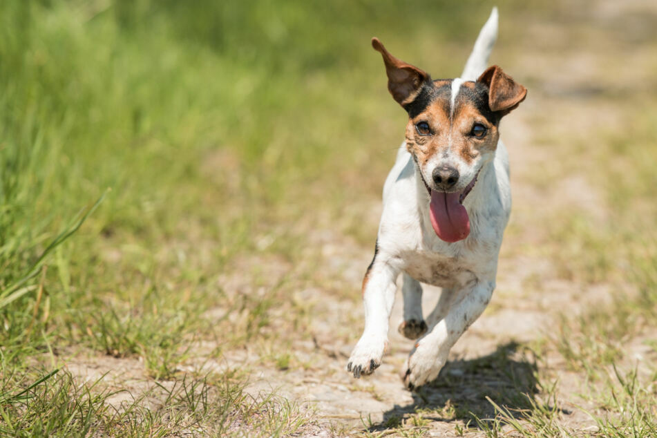 Ein Jack Russell Terrier kam bei einem Spaziergang ums Leben. (Symbolbild)