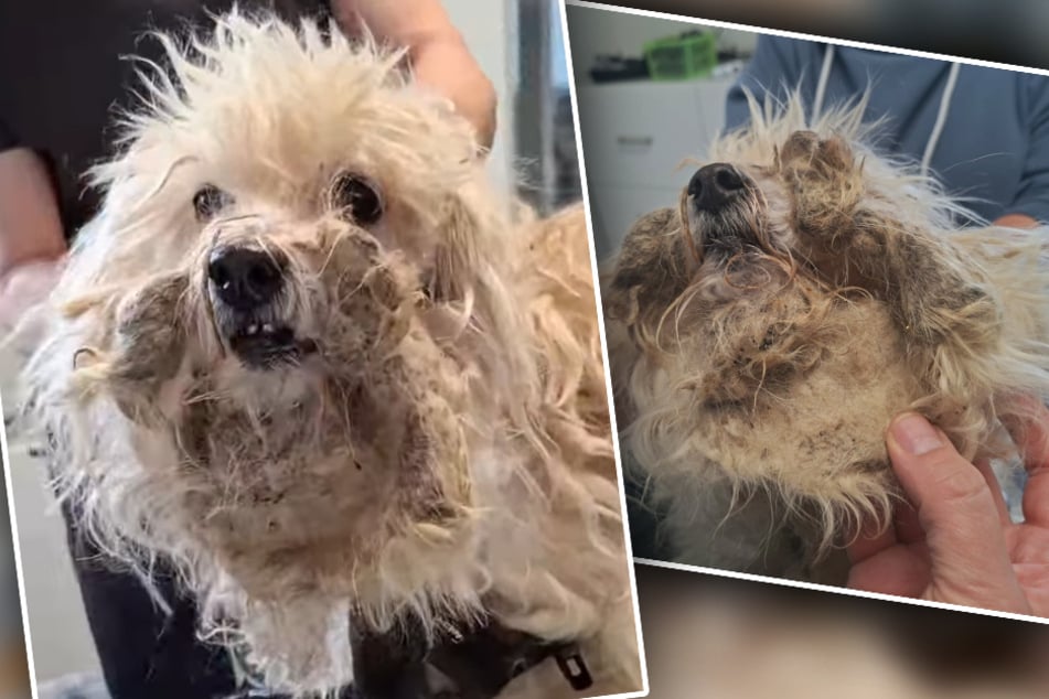 Anblick von kleinem Hund bricht Rettern das Herz: "Was hat dieses Tier erleiden müssen?"