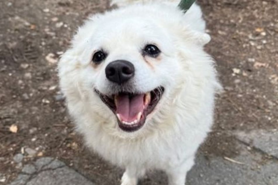 Mischa war vor einiger Zeit als Fundhund ins Tierheim Köln-Dellbrück gekommen.
