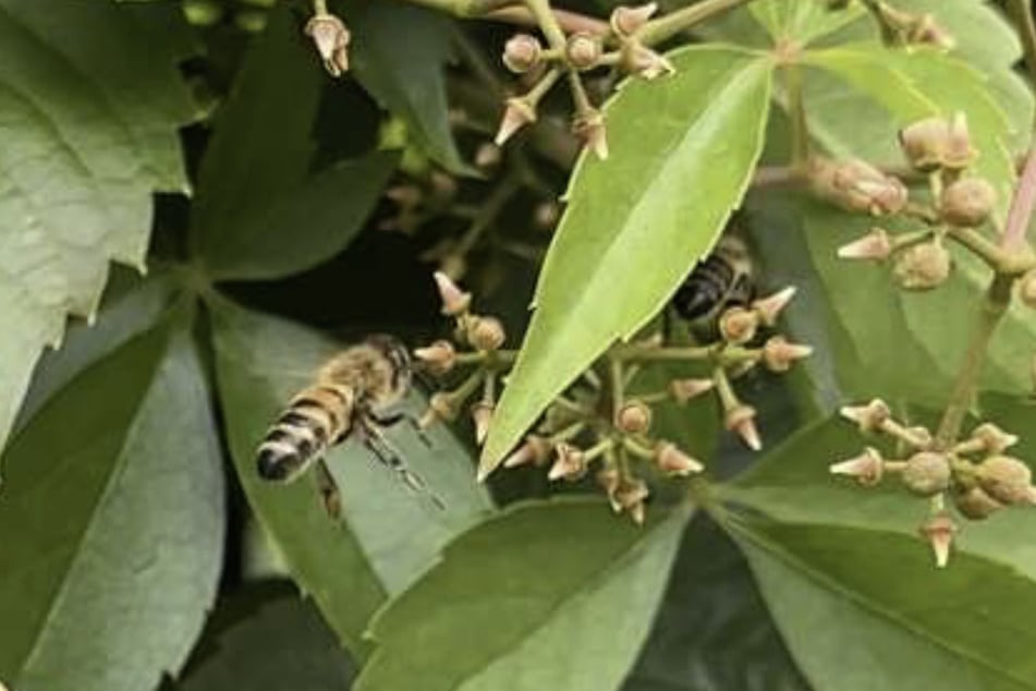 Zwei Kinder zeigten nach dem Insektenstich eine allergische Reaktion.