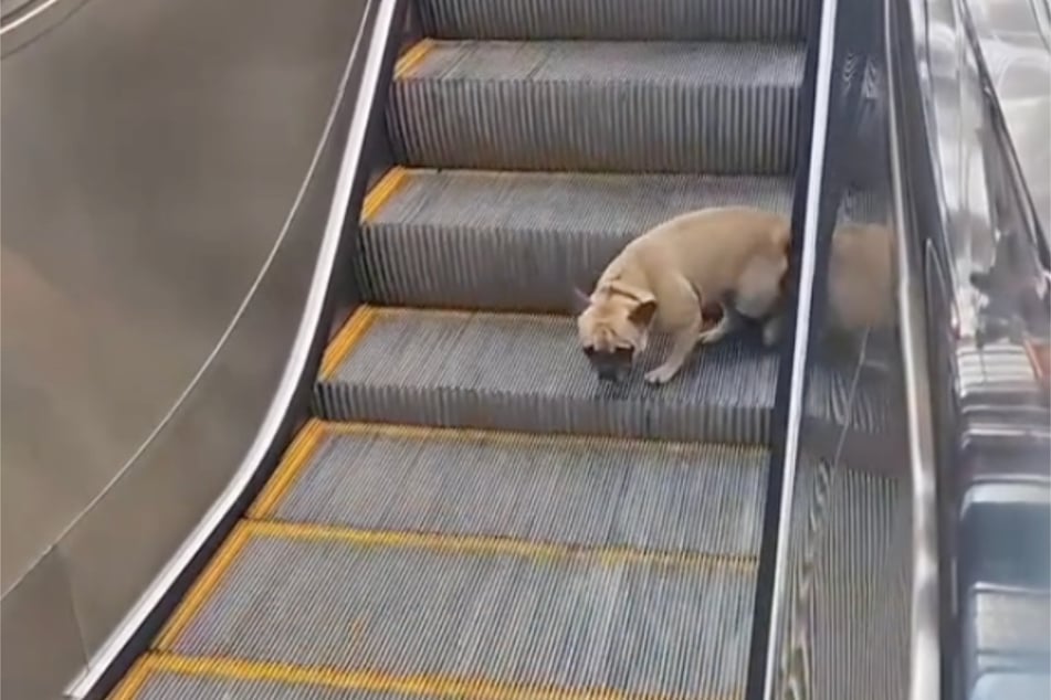 The bulldog looked hesitant and unsure when she arrived at the bottom of the escalator.