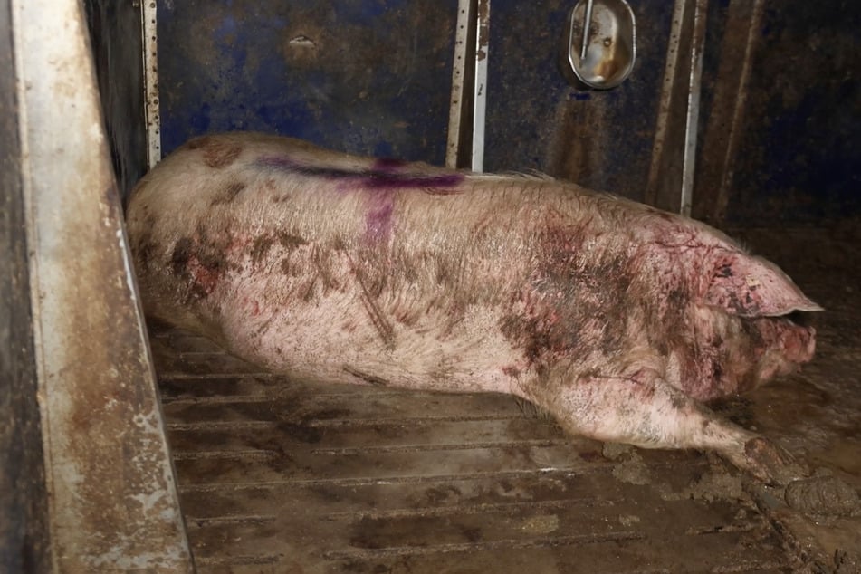 Gute Tierhaltung sieht anders aus: Tierschützer dokumentierten, wie die Schweine stark verdreckt und verwundet in ihren Stallungen liegen.