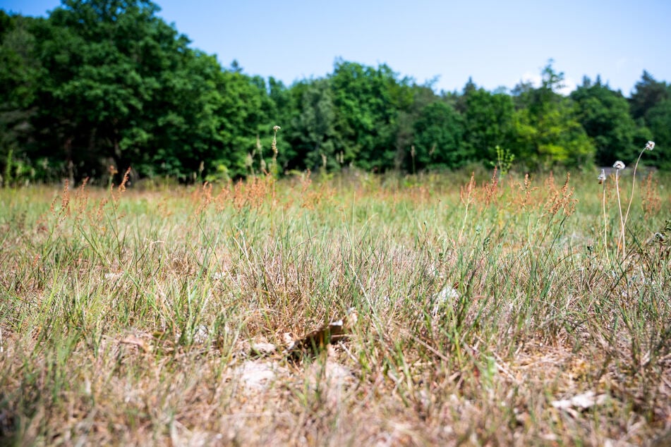 Frühsommerliche Temperaturen im Ländle - Weiterhin Waldbrandgefahr