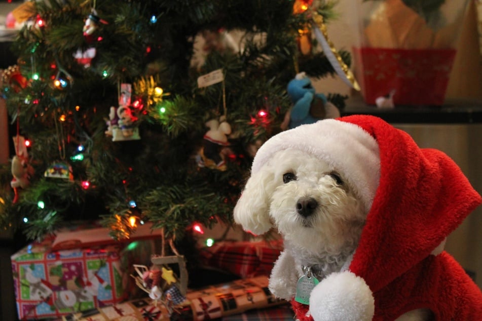 Mit Hund Weihnachten feiern: Diese Gefahren bringt der Advent