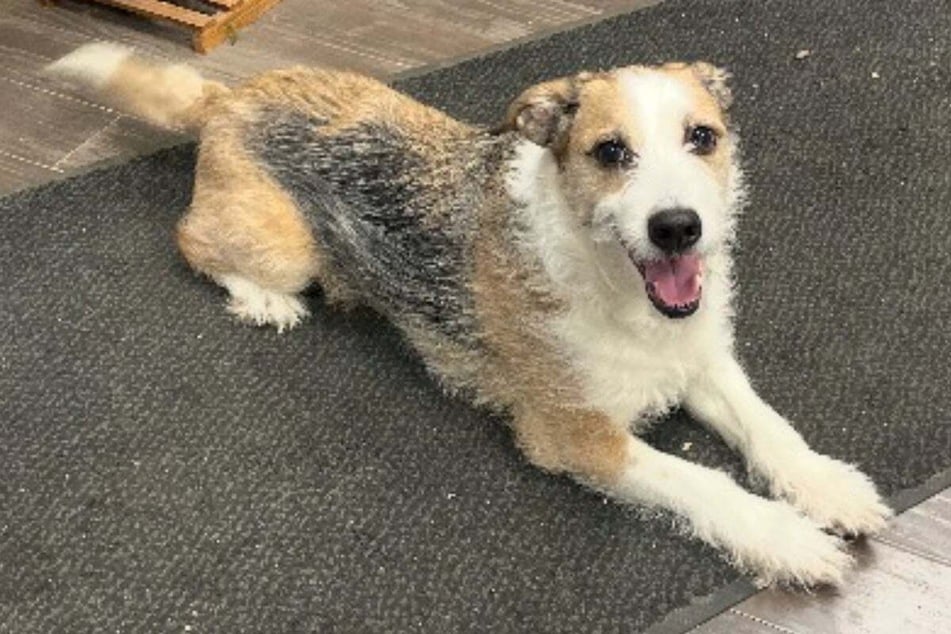 Winchester the dog is simply too old and is used to living with a family, so the shelter is likely to be far too stressful for him in the long term.