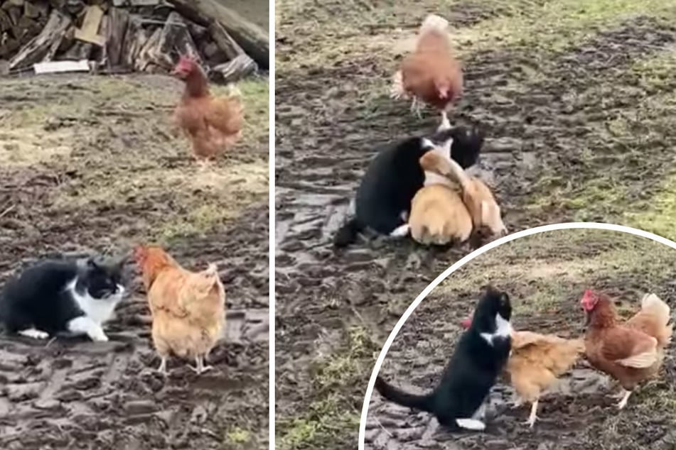 The cat slowly approaches the chicken, but soon gets outnumbered.