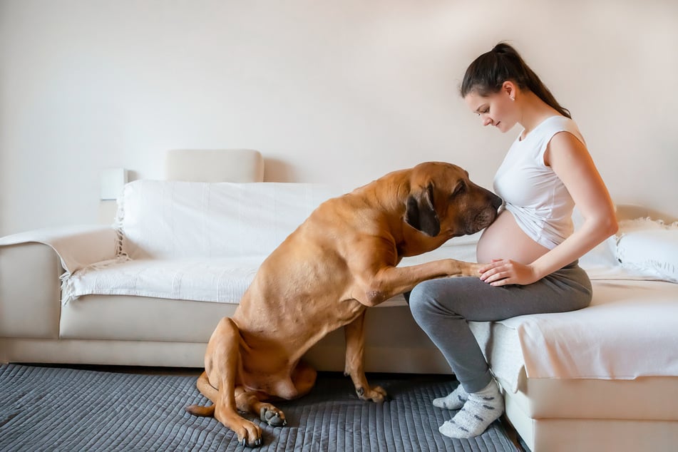 Dogs also feel when their mistress is pregnant that a lot changes.