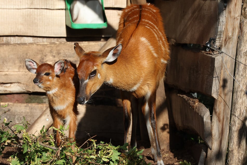 Die junge Sitatunga-Antilope wurde von ihren Pflegern auf den Namen "Imara" getauft.
