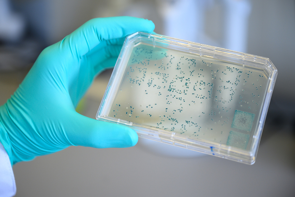Ein Mann schaut sich in einem Labor des biopharmazeutischen Unternehmens Curevac einen Träger mit Bakterien an, aus denen DNA und anschließend RNA gewonnen wird.