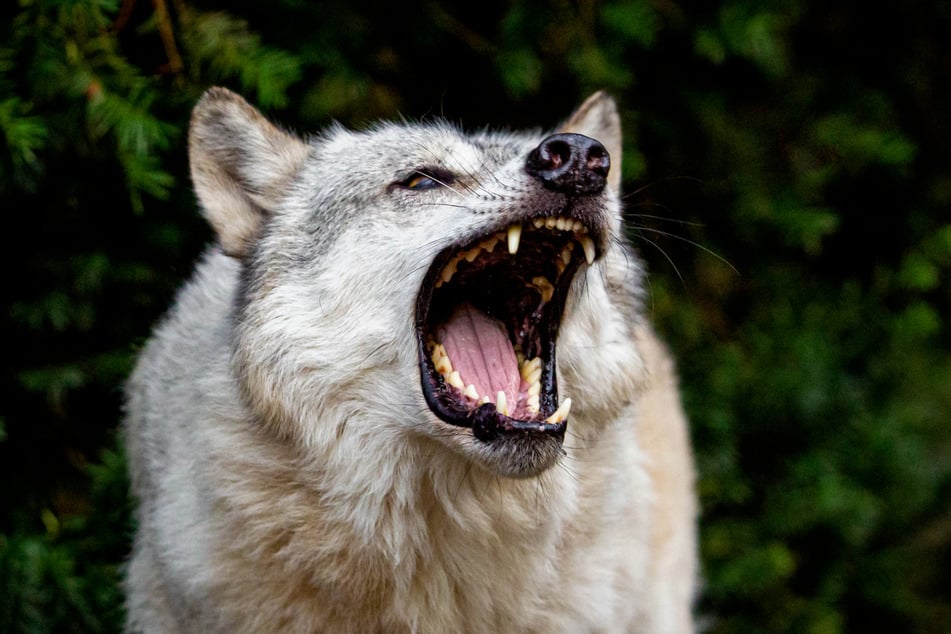 Ein sogenannter Problemwolf griff einen kleinen Jungen an und verletzte ihn am Rücken. (Symbolbild)