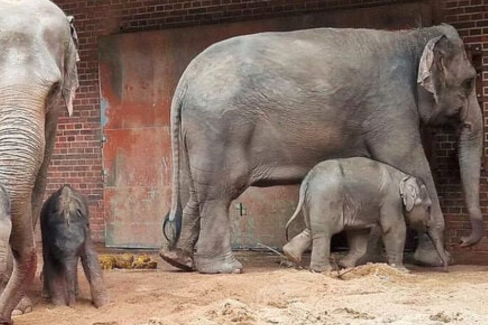 Pediküre-Termin für Elefanten-Jungbullen Akito im Zoo Leipzig: "Er klettert viel"