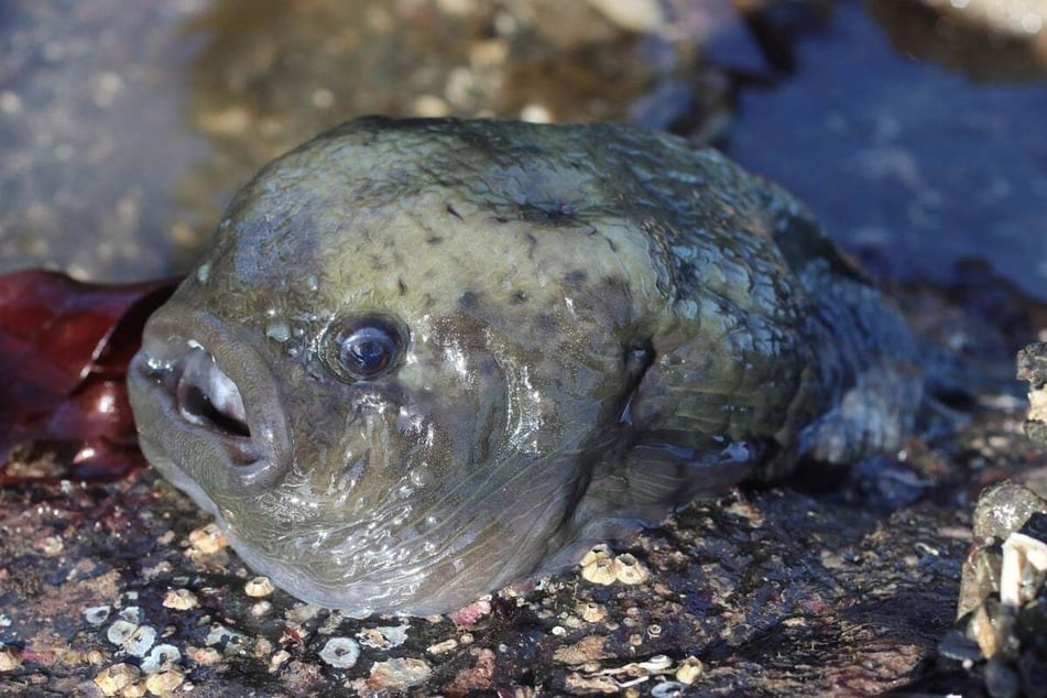 Smooth Lumpfish (Aptocyclus ventricosus) are considered deep-sea fish and venture to depths of up to 1,700 meters (about a mile.)