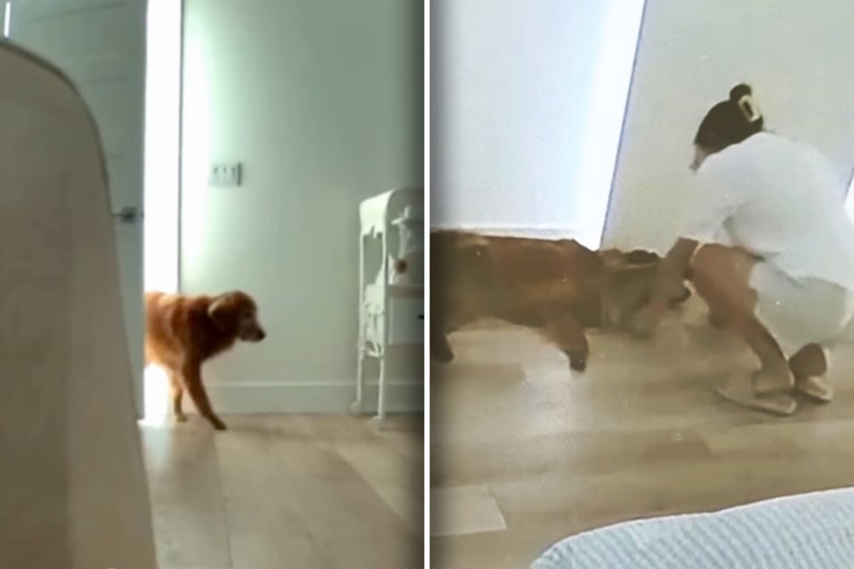 Gamja kann nicht lange ohne das Baby, auch wenn sie in seiner Nähe nur schläft, bis das Frauchen kommt.