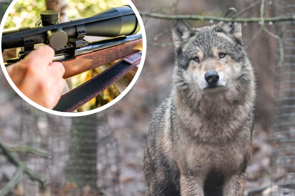 Wölfe: Gericht entscheidet: Wolf im Schwarzwald darf geschossen werden