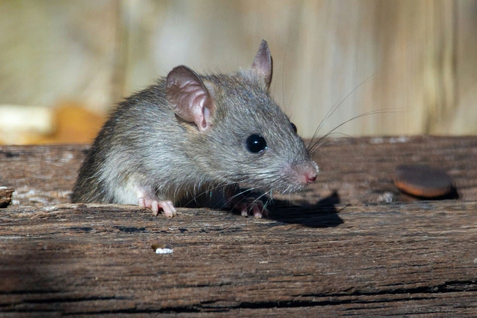 New Mexico rat tests positive for the plague as health officials issue warning