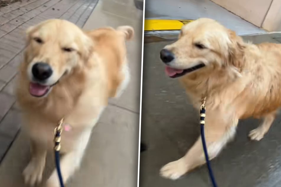 Golden Retriever wird von Regen überrascht: Was dann passiert, rettet so vielen den Tag