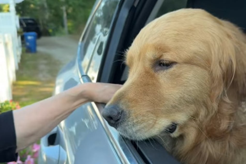 ¡El Golden Retriever Wally odia las despedidas de su persona favorita!