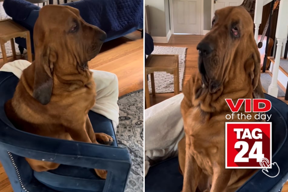 viral videos: Viral Video of the Day for May 25, 2023: Walter the king of comfy chairs