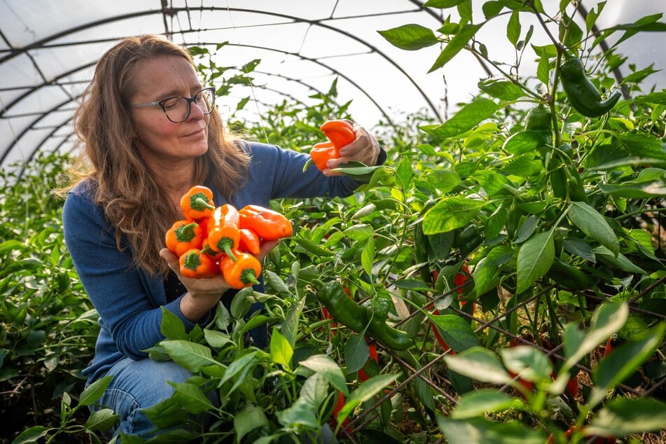 Sommerkulturen wie Paprika sind noch erhältlich, verschwinden aber langsam aus dem Sortiment.