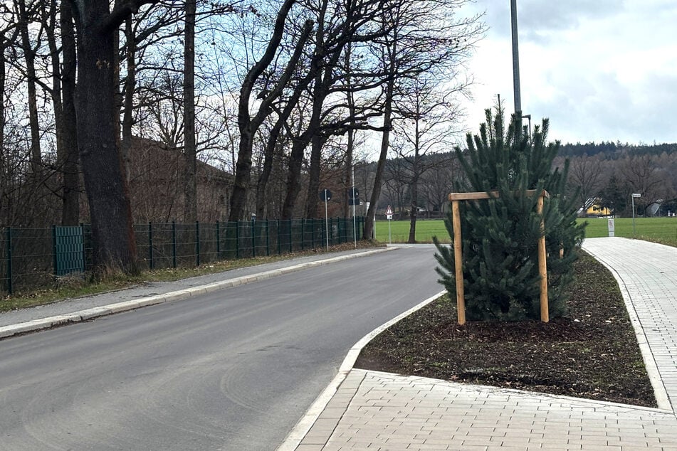 Chemnitz: Chemnitz: Eine Million Euro für neue Straßenbäume