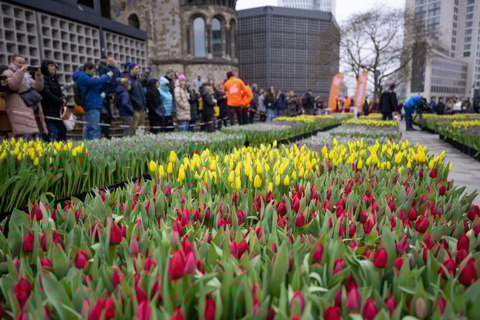 Berlin: Gratis-Blumen: In Berlin erblühen 50.000 Tulpen auf dem Breitscheidplatz