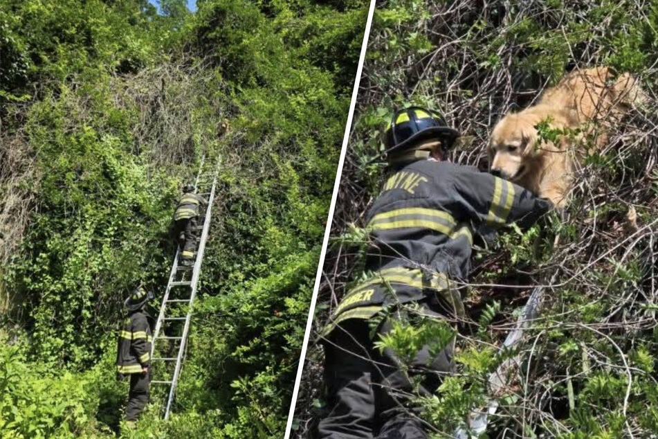 Golden Retriever sitzt plötzlich in Baumkrone fest: Reaktion der Feuerwehr lässt schmunzeln