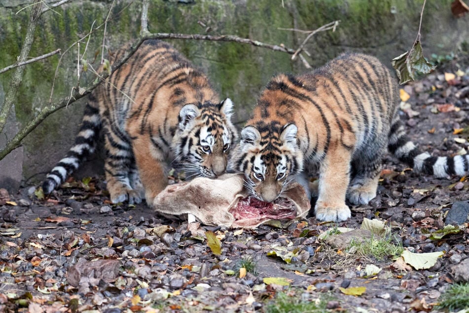 Die Sibirische Tiger-Dame Daria hat den Hamburger Tierpark Hagenbeck Richtung Frankreich verlassen. Auch ihre Schwester Rida wird Ende des Jahres gehen.