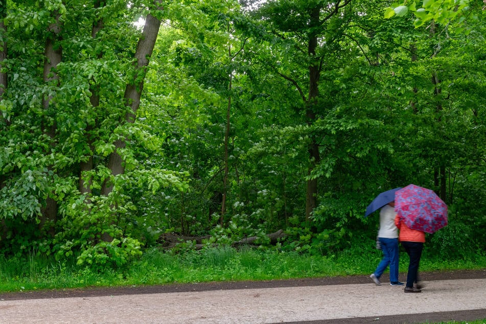 Die Leiche wurde im Dickicht in der Nähe des Friedrich-Bouché-Weges im Norden des Parks entdeckt.