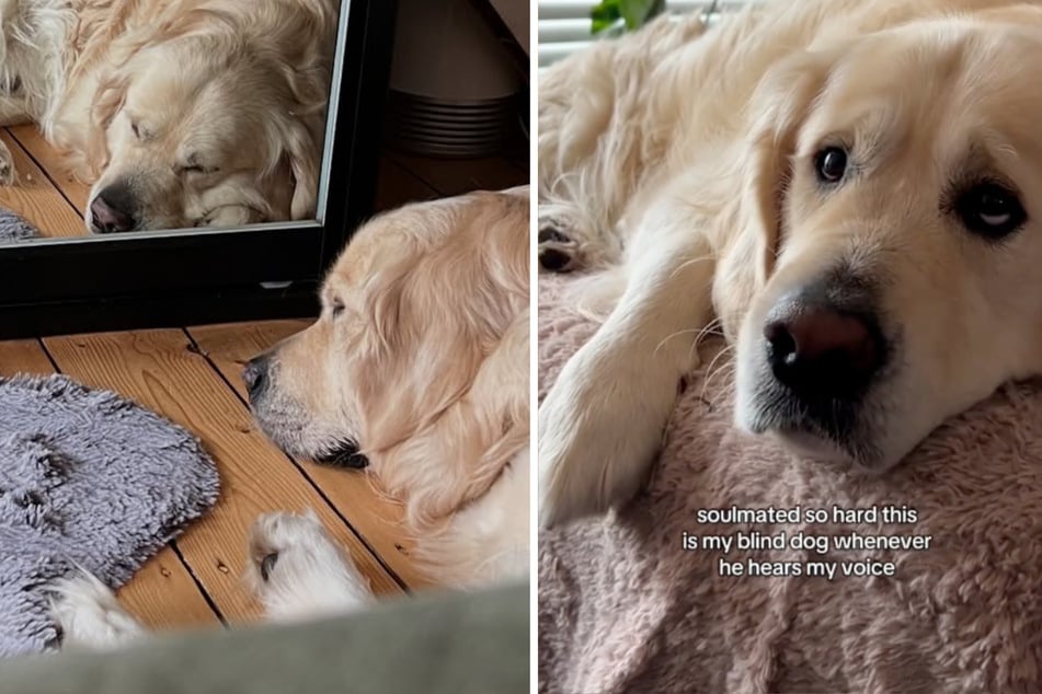 Un golden retriever ciego oye la voz de su dueño: cómo reacciona conmueve a tantos