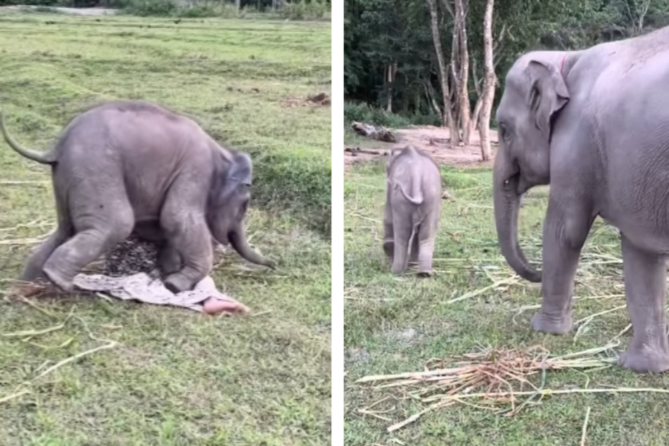 Zum Abschied setzte sich der Kleine dann nochmal auf das Model, bevor ihm seine Schwester zu verstehen gab, dass es jetzt genug war und den verspielten Elefanten wegführte.