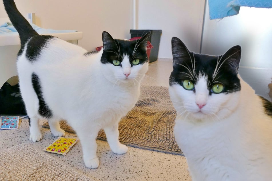Beim Anblick dieser Katze ist Tierschützern klar: "Tiffany ist…"