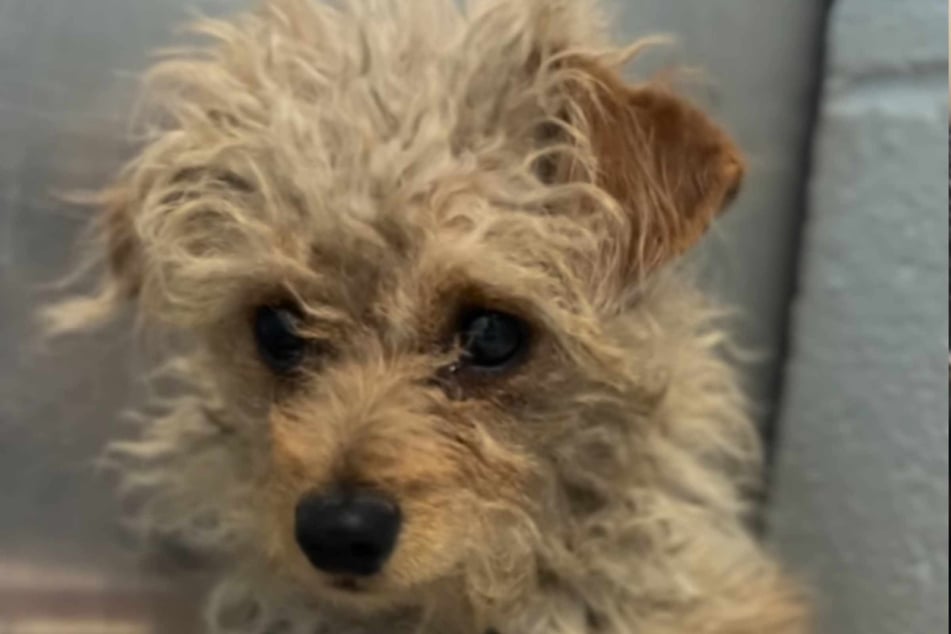 Die Hündin war in ihrem Zwinger ein Häufchen Elend.