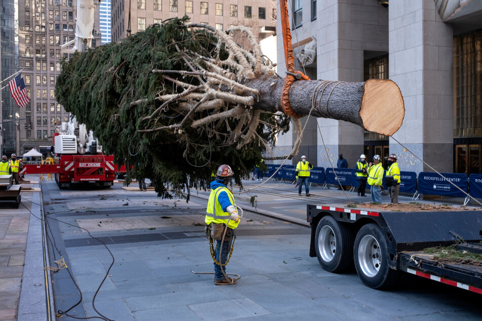 Eine kleine Eule versteckte sich zwischen den starken Ästen der knapp 23 Meter hohen Fichte, die am Rockefeller Center aufgestellt wurde. Ein Arbeiter konnte das Tier bergen.