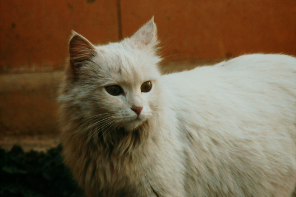 Shaggy and white, the Turkish angora is one of the loudest cats in the world.