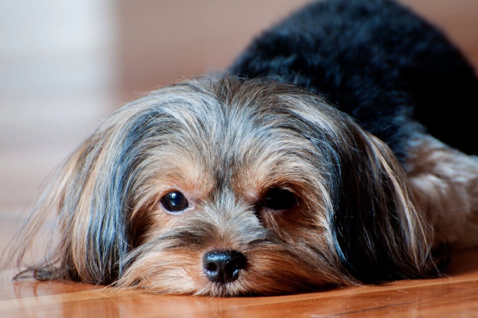 Die Yorkie-Dame wünscht sich ein Zuhause, in dem man sich viel um sie kümmern kann. (Symbolbild)