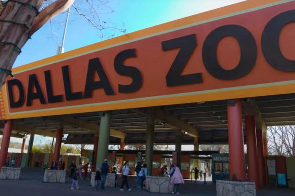 Im Zoo von Dallas herrscht Ratlosigkeit und Bestürzung nach den völlig sinnlosen Taten.