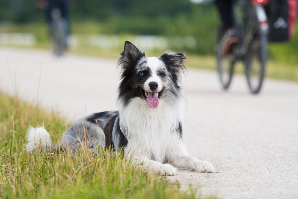 Mit der richtigen Hilfe können Hunde lernen, trotz Reizüberflutung klarzukommen.