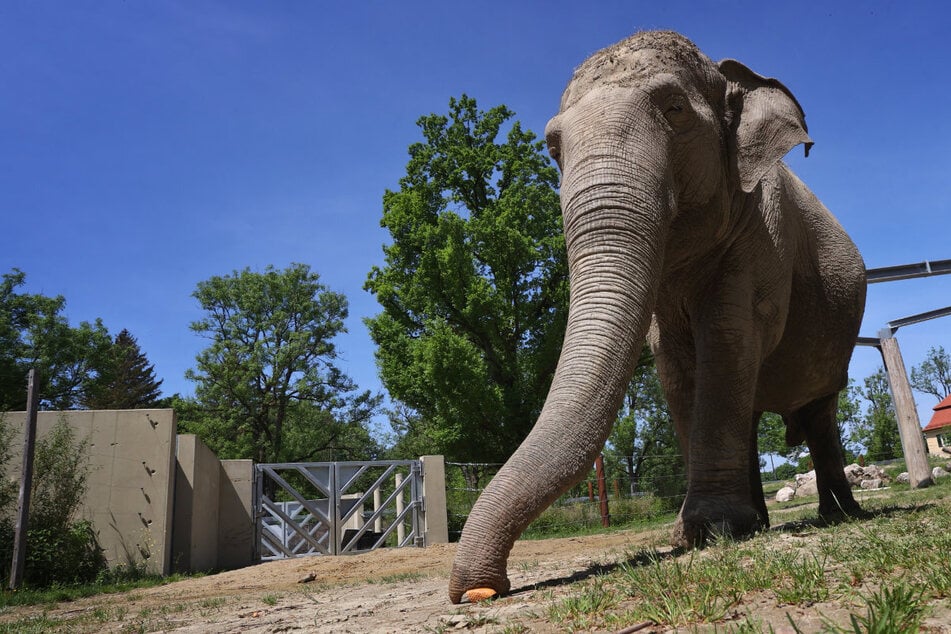 Targa (†67) ist tot: Deutschlands ältester Elefant friedlich und alleine eingeschlafen