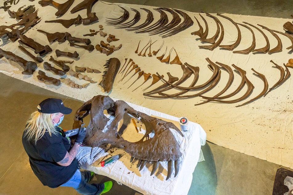 Eine Museums-Mitarbeiterin arbeitet an einer reproduzierten Schädelhälfte eines Tyrannosaurus rex. Über 300 Knochenteil in verschiedenen Größen müssen wissenschaftlich bearbeitet, bestimmt und montiert werden.