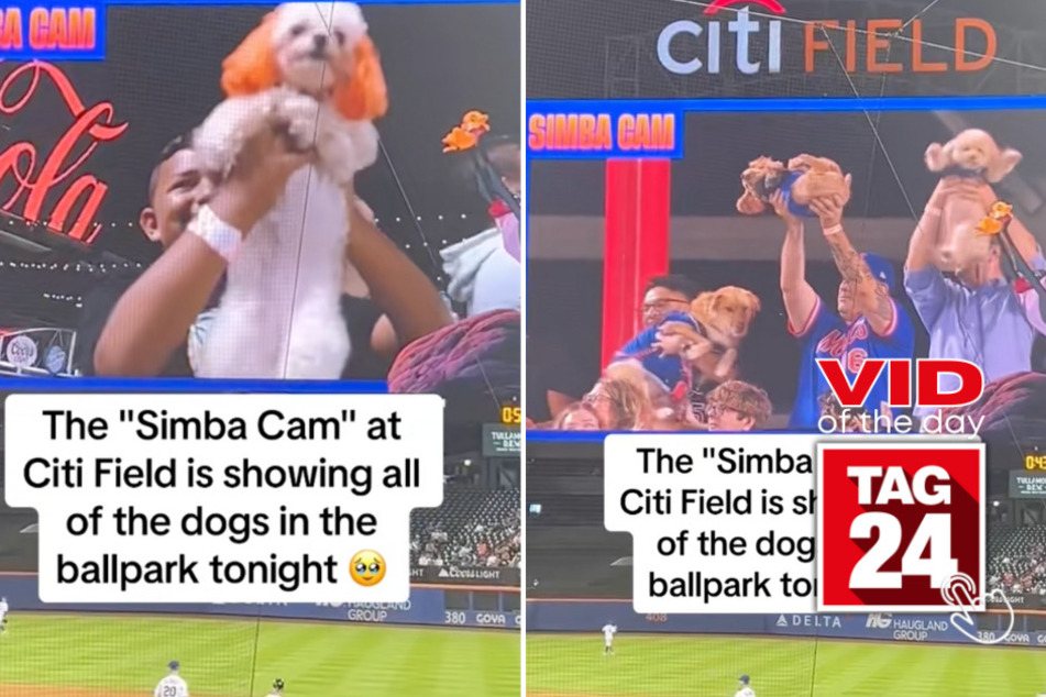 viral videos: Viral Video of the Day for September 17, 2023: Dogs steal the show on "Simba Cam" at baseball game!