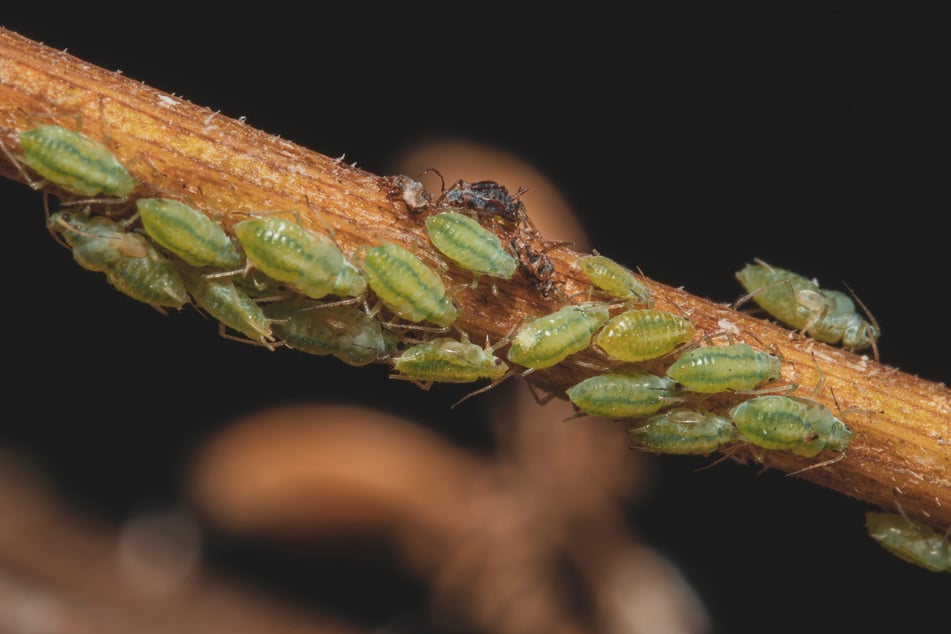 Die grünen Blattläuse gehören zu den schädlichsten Arten: Sie übertragen Pflanzenviren und schädigen so Gemüse- sowie Obstbäume. (Symbolfoto)