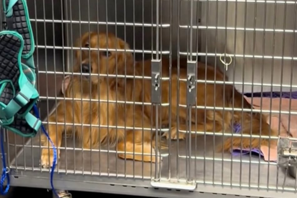Golden Retriever Duncan scheint Bauklötze zu staunen, schaut verblüfft zu den anderen im Raum.