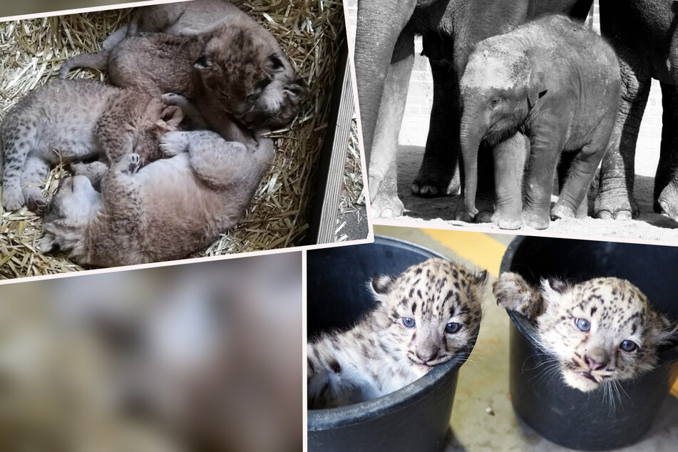 Baby-Boom und traurige Abschiede: Das war das Jahr 2021 im Leipziger Zoo