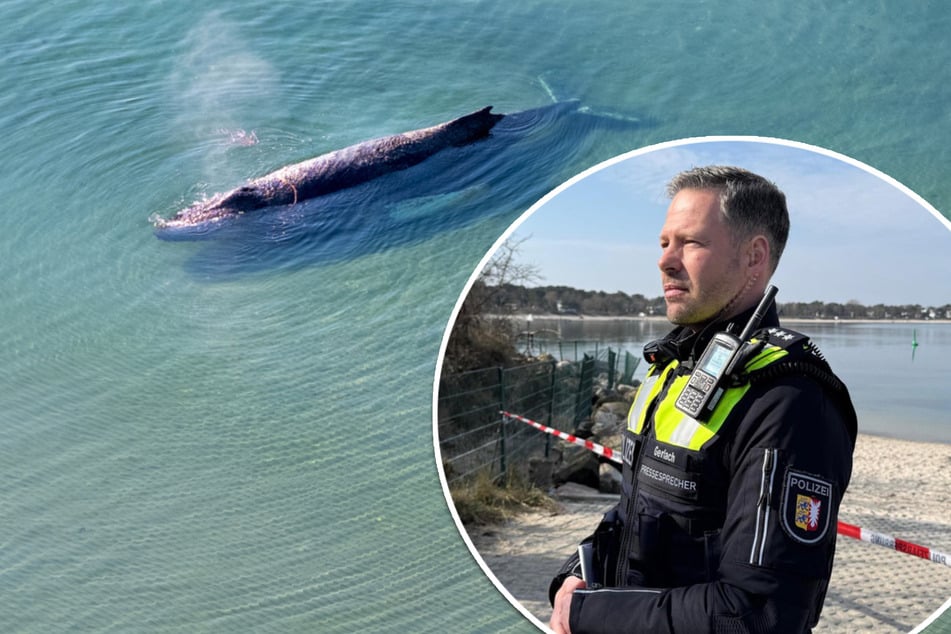 Wal an Ostseeküste gestrandet: Rettungseinsatz am Timmendorfer Strand