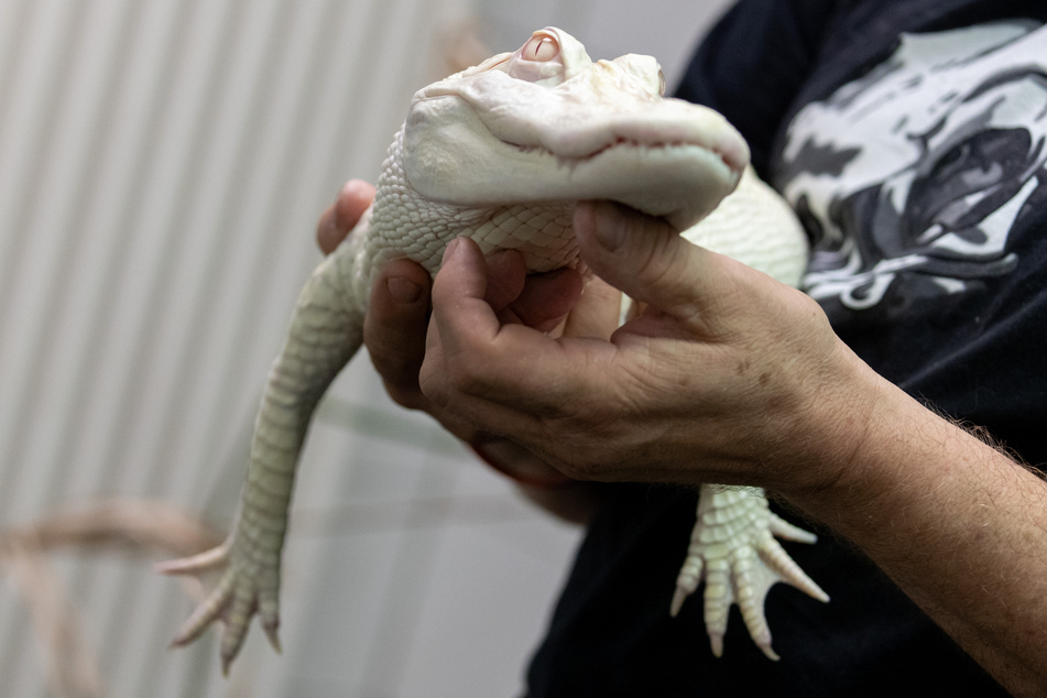 Albino-Alligator Ophelia wurde gesund gepflegt und hat ein artgerechtes Zuhause gefunden.