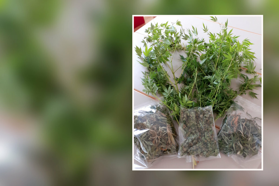 Chemnitz: "Gras"-Geruch im Hausflur: Polizei findet Cannabispflanzen in Wohnung