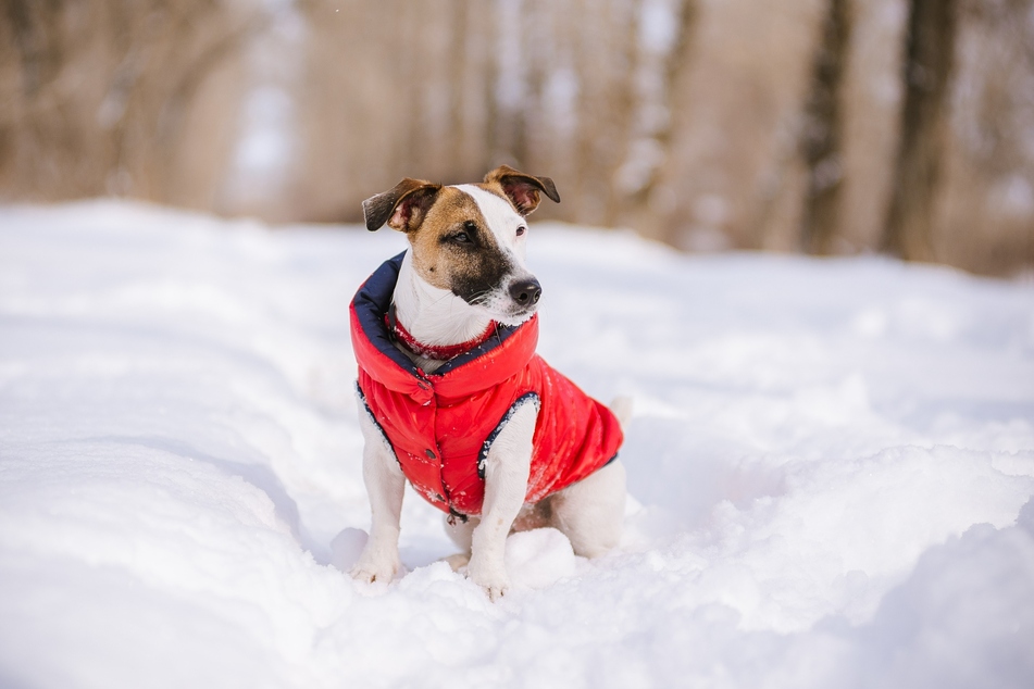 Hundewintermäntel schützen empfindliche Körperstellen vor Kälte. (Symbolbild)