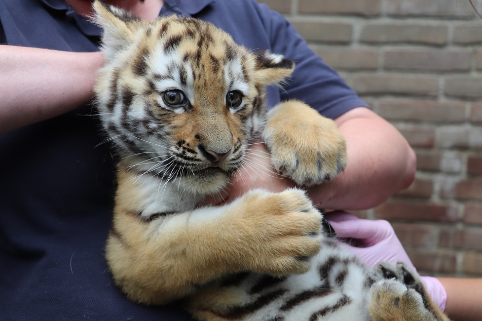 Ein Zoo-Mitarbeiter hält eines der beiden Tigerbabys in den Armen.