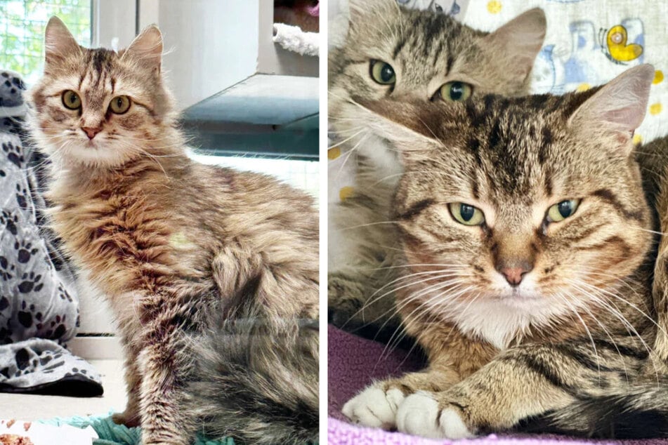 Wer kann den Katzen ein schönes Leben schenken?