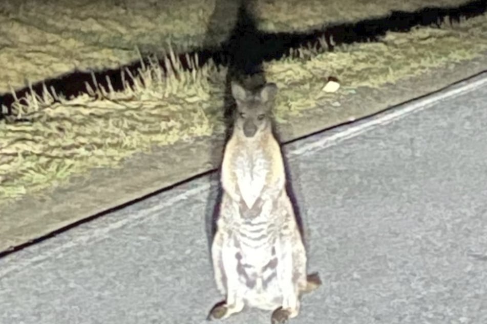 Das Känguru stand für kurze Zeit im Scheinwerferlicht, dann machte es sich vom Acker.